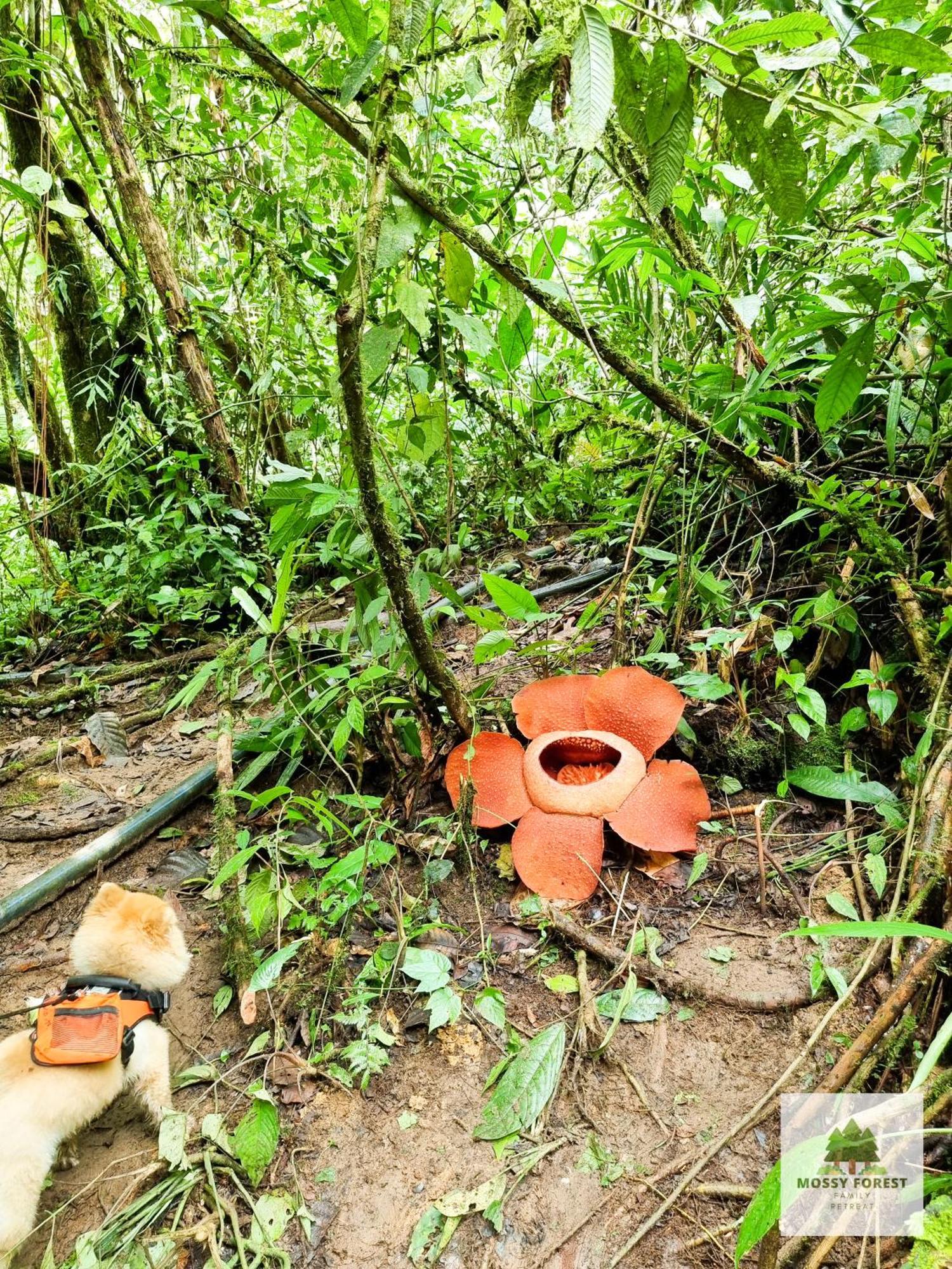 Mossy Forest Family Retreat Ii, 2-8 Pax, Cameron Highlands Exterior photo